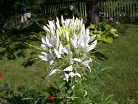 Garten Juli11 013.webp