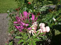 Garten Juli11 015.webp