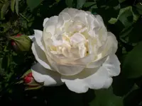 Garten Juli11 016.webp