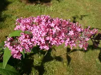 Garten Juli11 017.webp