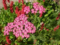 Garten Juli11 018.webp