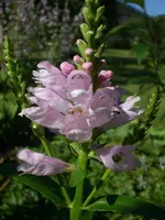 Garten Juli11 029.webp
