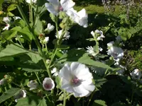 Garten Juli11 030.webp