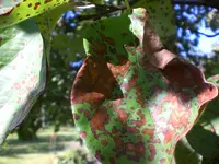 Garten Juli11 027.webp