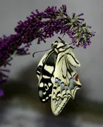 ab 23 104.webp