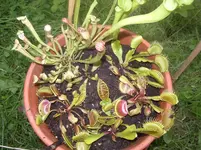 IMGP5136.webp