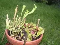 IMGP5137.webp