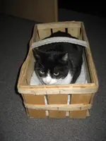 Katzen 001.webp