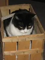 Katzen 002.webp