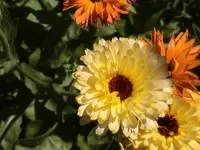 DSC04039.webp