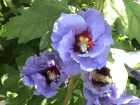 Blauer Hibiscus.webp