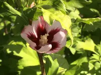 Rosa Roter Hibiscus.webp