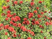chrisanteme.webp