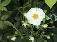 DSC04063.webp