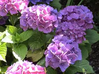DSC04071.webp