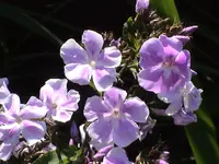Lila Phlox.webp