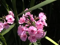 Rosa Phlox.webp