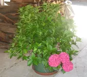 hortensie.webp