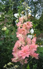 delphinium_elatum Coral Sunset.webp