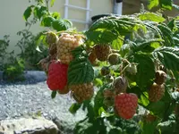Himbeeren zum naschen.webp