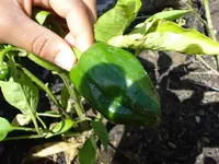 Paprika.webp