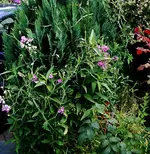 IMGP2695 wicken thuja1.webp