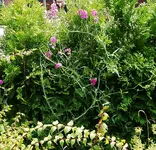 IMGP2696 wicken thuja2.webp