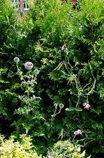 IMGP2697 wickenn edel.webp