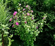 IMGP2698 thuja hibi.webp