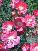 S4300007.webp S4300007.webp