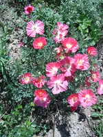 S4300008.webp S4300008.webp
