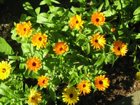 IMG_2232.webp