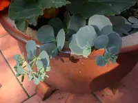 Garten Juli12.webp