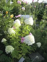 garten 09 010.webp