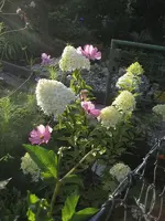 garten 09 011.webp