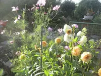 garten 09 012.webp