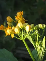 garten 09 017.webp