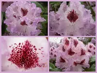 Rhododendron v.webp