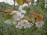 alter japanischer Kirschbaum (1) v.webp