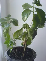 DSC00168.webp