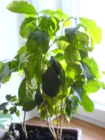 DSC00169.webp