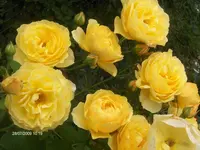 HPIM2801.webp