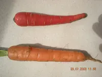 Möhrchen 002.webp Möhrchen 002.webp