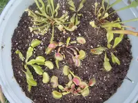 IMGP5155.webp