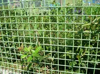 Ligusterhecke 001.webp
