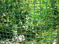 Ligusterhecke 002.webp