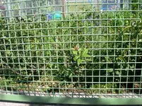 Ligusterhecke 003.webp