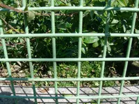 Ligusterhecke 004.webp