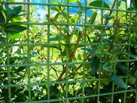 Ligusterhecke 005.webp