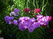 Garten4.webp